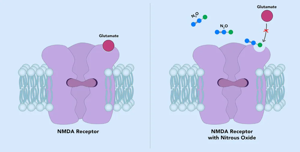 NMDA Receptor